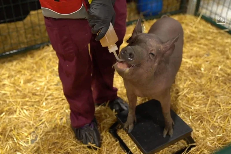 Neuralink, Elon Musk, Brain Implant