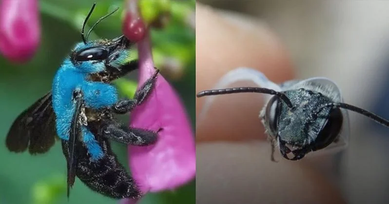 Blue bee, universities