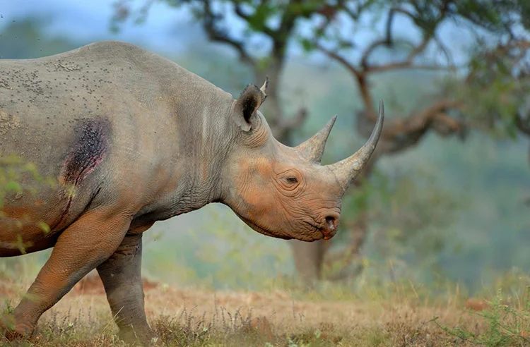 poached rhino