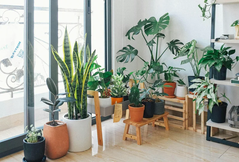 Green Therapy: The Healing Power of Gardens