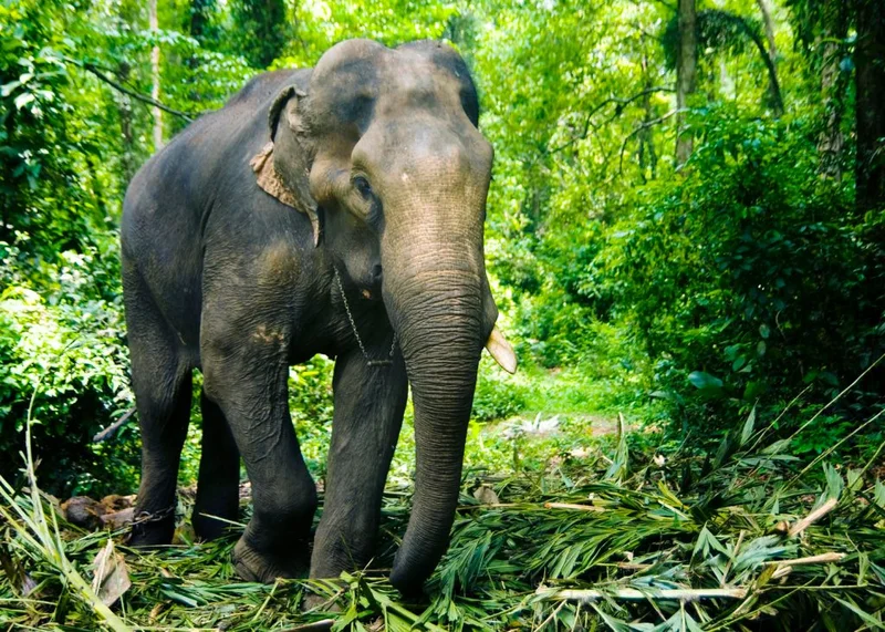 Biodiversity-Rich Places in India: How C