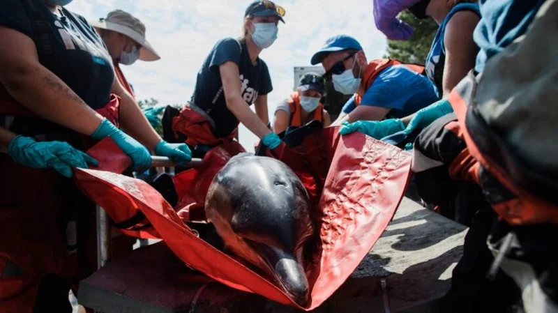 Dolphins rescue