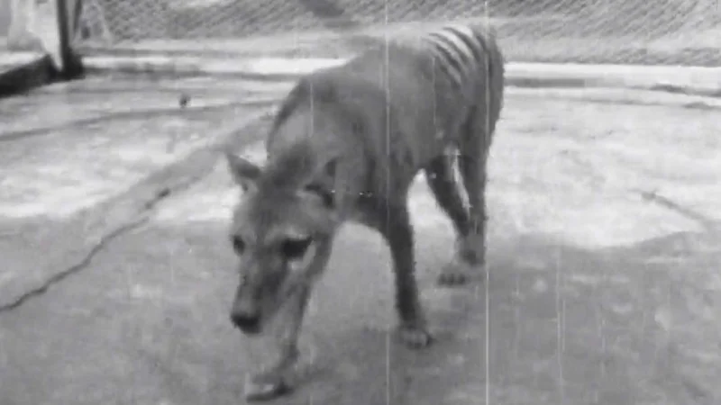 Tasmanian tiger, who