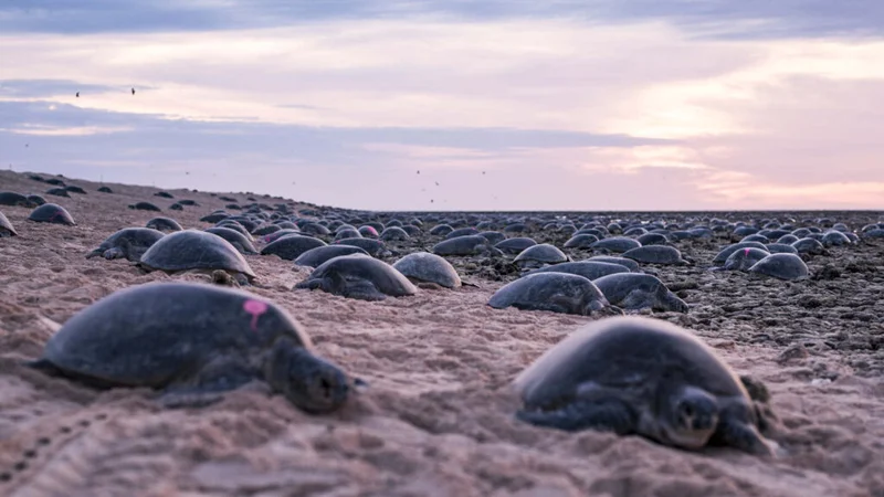 world's largest sea turtle colony, Mizoram