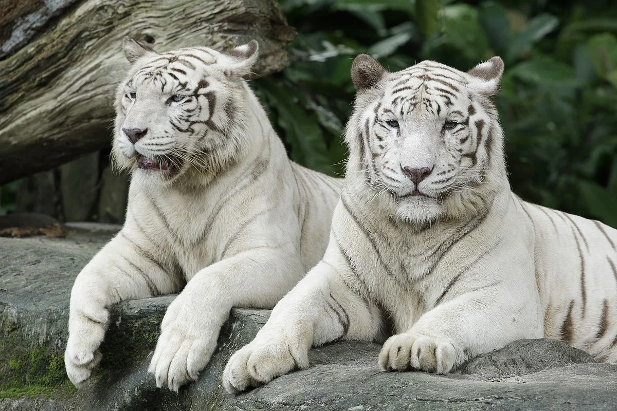Best Zoos In The World