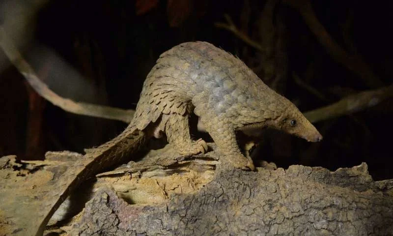 wildlife trade, Vietnam, 