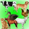 Sounds. Sounds of pets