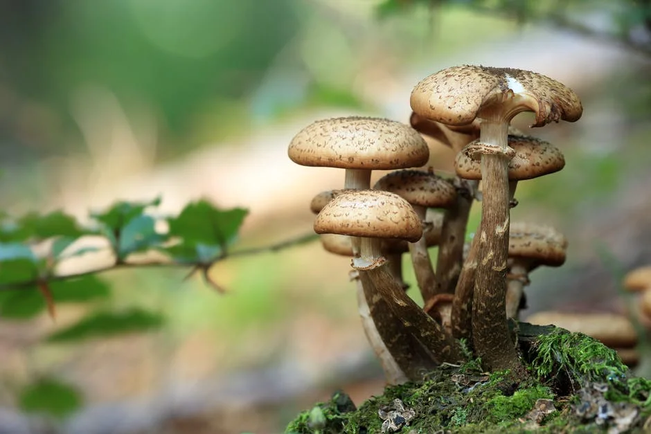 The Mushroom Effect- how one successful