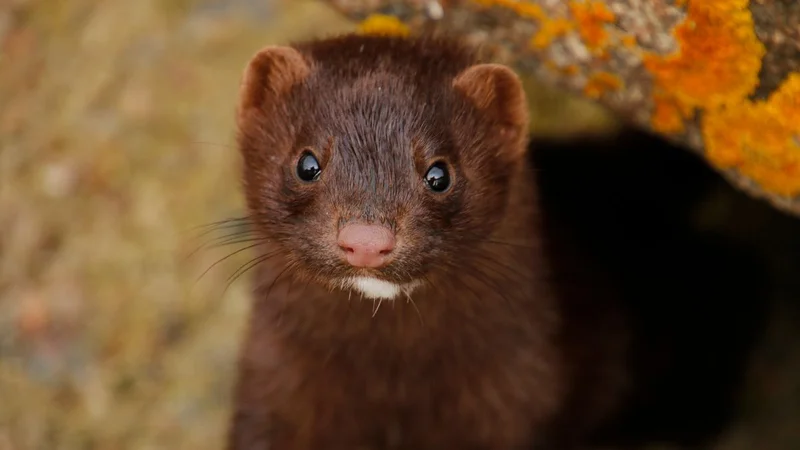 Mink slaughter, Spain, Uttar Pradesh