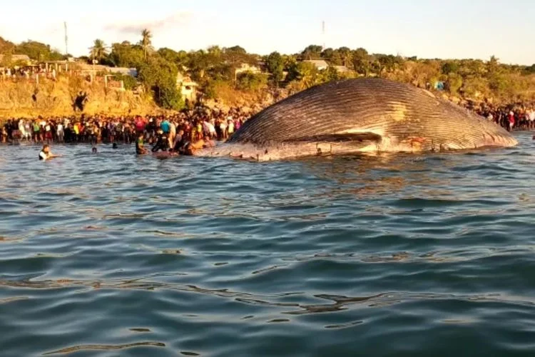 dead whale fish, Indonesia, 