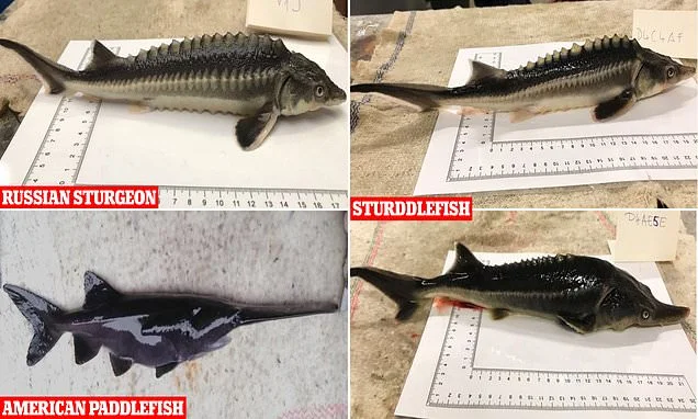 Hungarian scientist, fish species, 