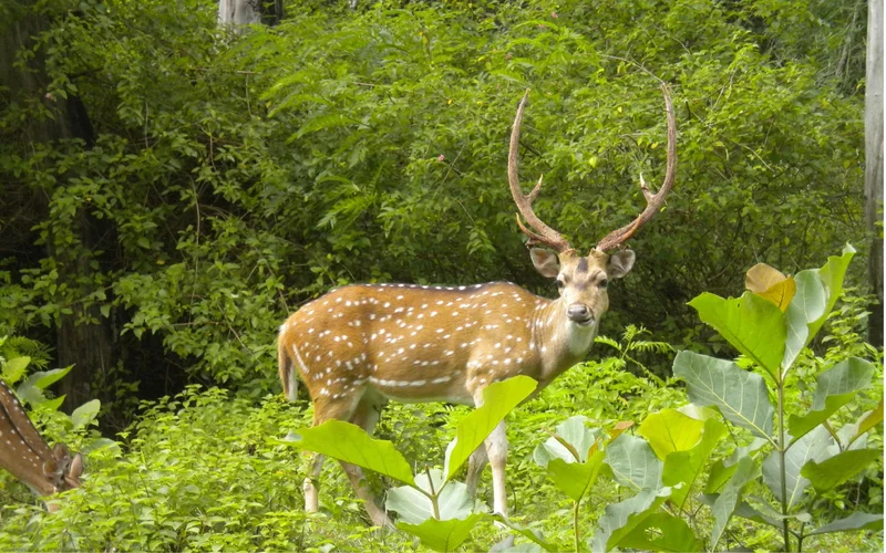 Kaziranga, Assam