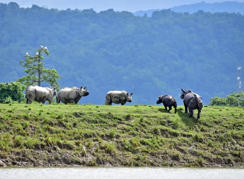 Kaziranga, Assam flood,