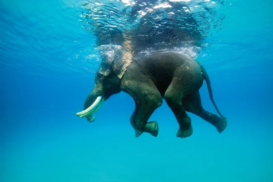 ‘The Big Elephant’, 2013, 30 x 48 Inches, Photography on Archival Paper, Limited Edition 1 out of 5