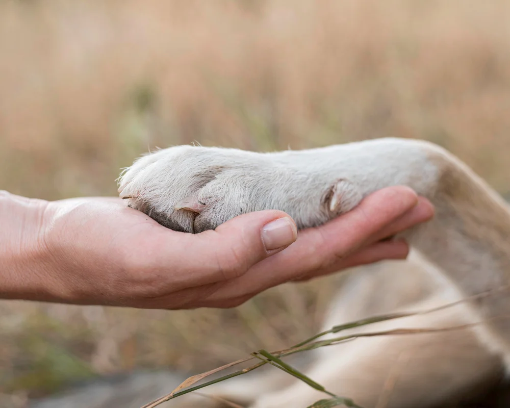 Adopt don't shop