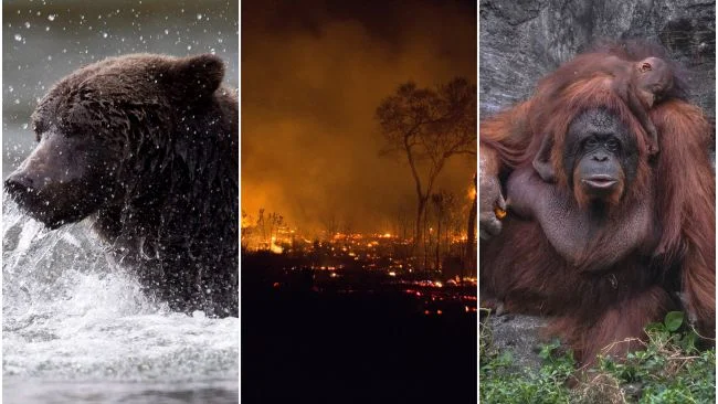 species, climate change, 