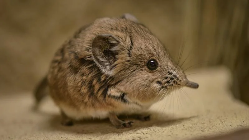 Tiny elephant shrew