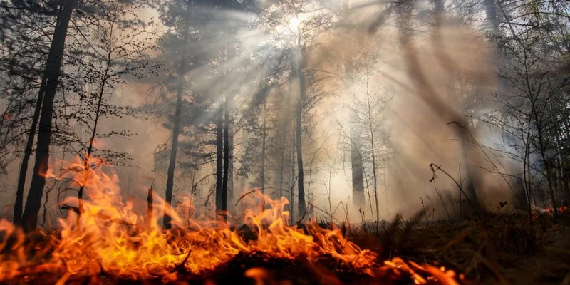 Arctic Fire, COVID-19 recoveries