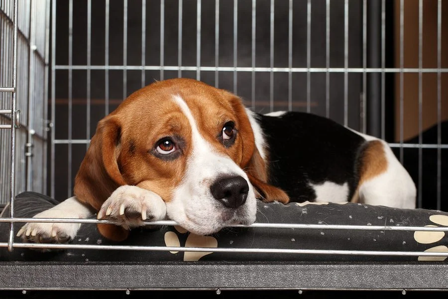 A paw-some adoption
