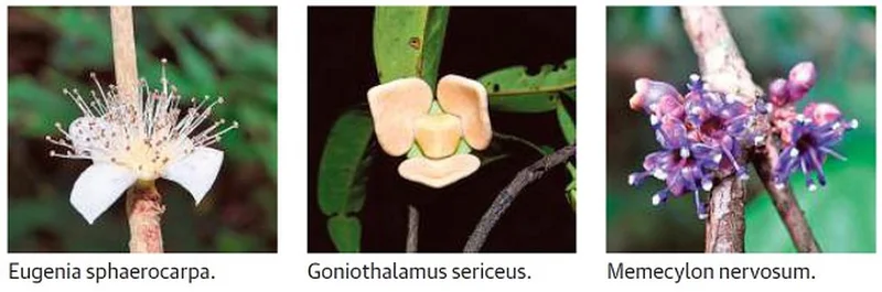 Wetland Plants, Western Ghats