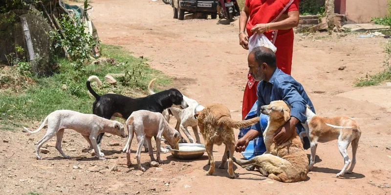 Do Your Part To Contribute To Animal Wel