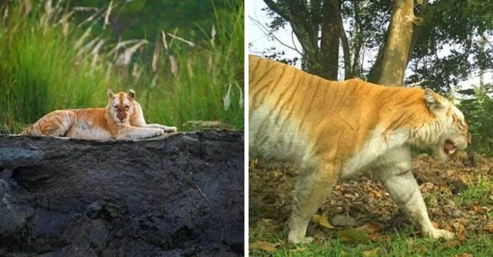 golden tiger, Kaziranga National Park, CBSE class 12