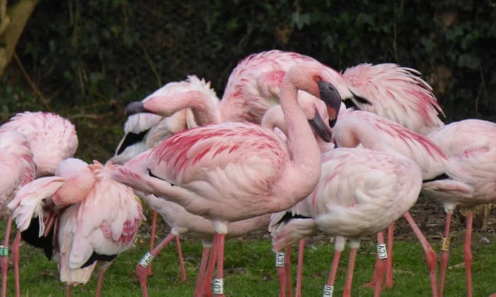 Pink Flamingos