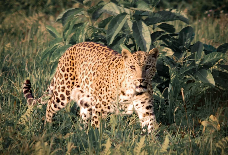 Top Wildlife Safaris to Explore This Winter Season
