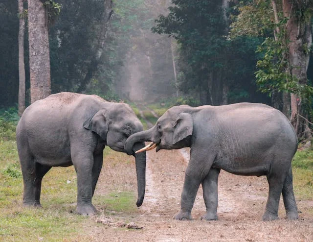 Importance of Animal Welfare: Why Every Animal Deserves a Voice