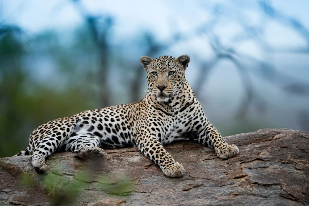 Endangered Species That Need To Be Saved