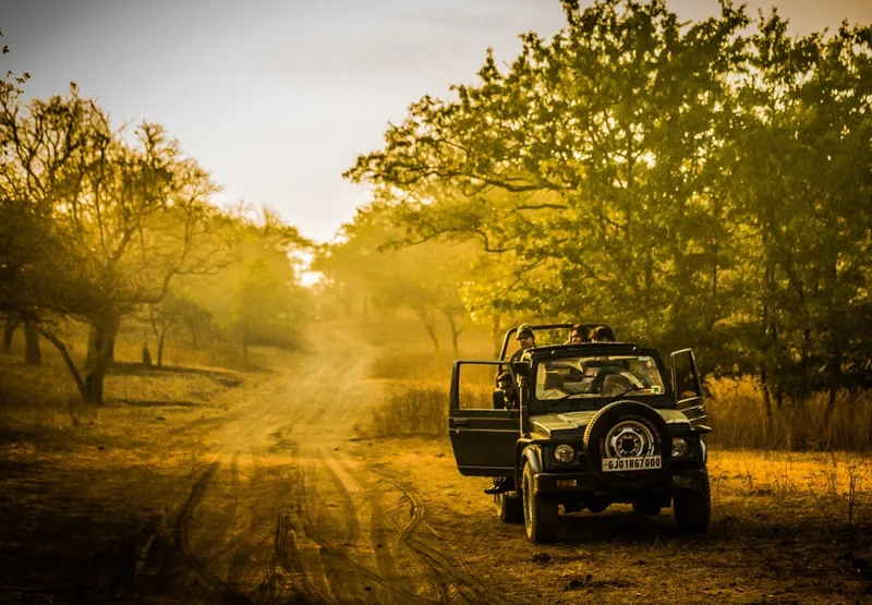The Wildness Of The Indian National Park